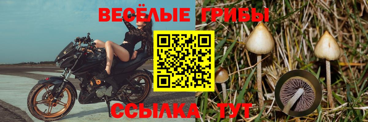 Псилоцибиновые грибы Magic Shrooms  Вход с VPN  Галлюциногенные грибы Psilocybe  Котлас 